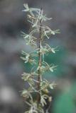 Cranefly orchid 1759