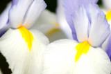 Pair 1029