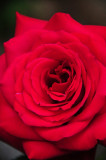 Gerrys rose 1417
