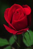 Gerrys rose 1423