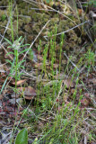 Curly Grass Fern