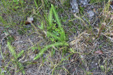 Lycopodium alopecuroides (Foxtail Club Moss)