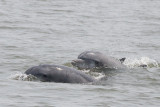 Atlantic Bottlenose Dolphins