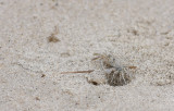 Ghost Crab