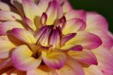 Dahlia_0876r.jpg