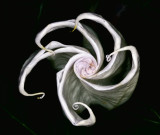 Opening Bloom of a moon flower