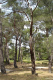 Aklaredi - Krupers nuthatch site