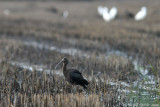 Ibis falcinelle - Glossy ibis-Melides_8206