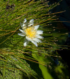 Waterlily