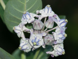Purple Crownflower