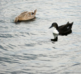 Unidentified Duck