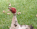 Wise Quack