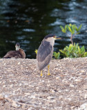 Black-crown Night Heron