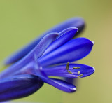 Agapanthus - Royal Blue