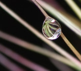 Drop Crop