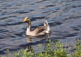 Toulouse Goose