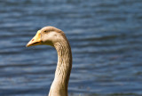 Toulouse Goose 2