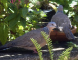 Spotted Doves