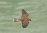 PEREGRINE FALCON