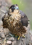 PEREGRINE FALCON