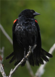 Redwing black bird