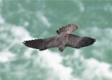 PEREGRINE FALCON