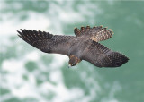 PEREGRINE FALCON