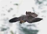 PEREGRINE FALCON