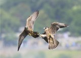 PEREGRINE FALCON