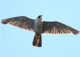 PEREGRINE FALCON