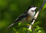 Black Capped Chickadee