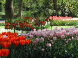 Keukenhof Gardens
