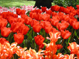 Keukenhof Farbe