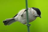 coal tit.... zwarte mees