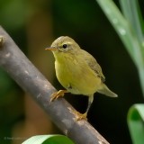 willow warbler.... fitis