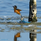 kingfisher.... ijsvogel