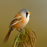 bearded tit.... baardman