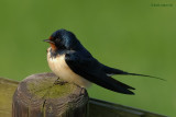 barn swallow.... boerenzwaluw