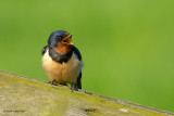 barn swallow.... boerenzwaluw