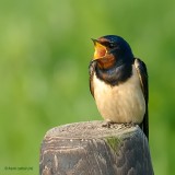 barn swallow.... boerenzwaluw