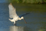 eurasian spoonbill.... lepelaar