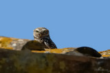little owl.... steenuil