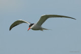 common tern.... visdief