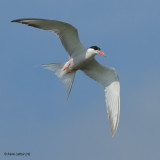 common tern.... visdief