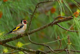 goldfinch.... putter