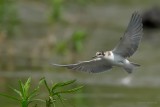 black tern.... zwarte stern