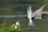 black tern.... zwarte stern