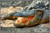 American Alligator