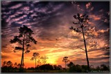 Sunset through the Trees