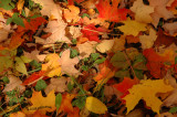 Pile of Colorful Leaves